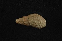 藏品(瘤蜷)的圖片